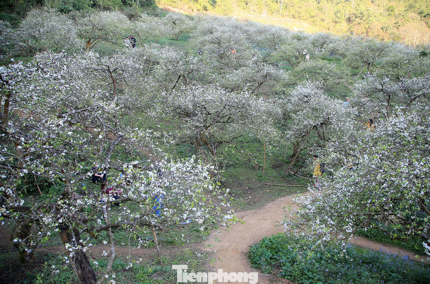 Hiện tại, nơi đây đang là điểm thu hút rất đông du khách ở khắp nơi nô nức kéo về nhìn ngắm vẻ đẹp của hoa mận khoe sắc đầu xuân.