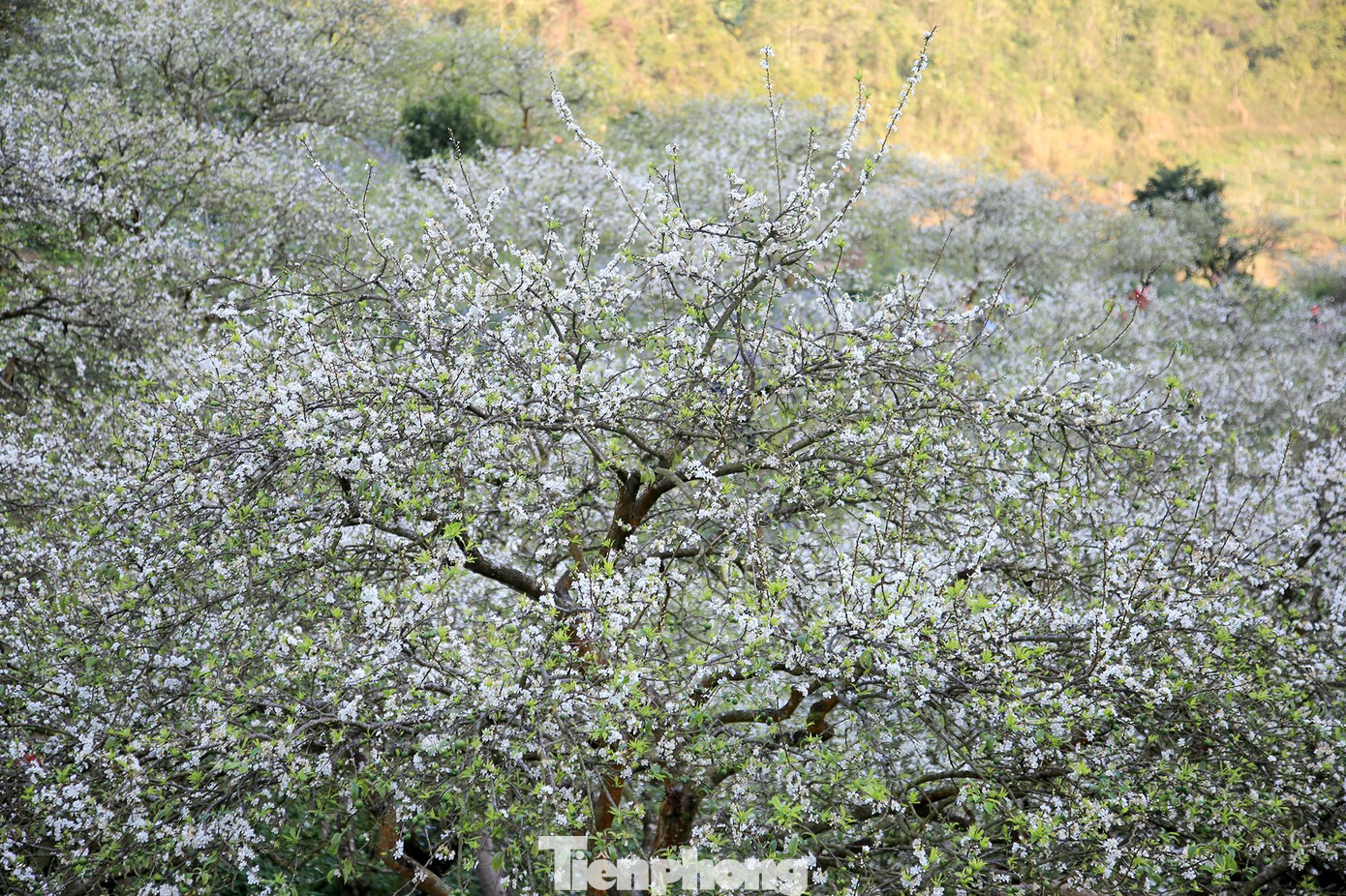 Hoa mận thường bắt đầu nở từ khoảng giữa tháng 1 dương lịch và nở rộ vào cuối tháng cho đến đầu tháng 2 hàng năm. Mùa hoa sẽ kéo dài trong vòng 2 -3 tuần.