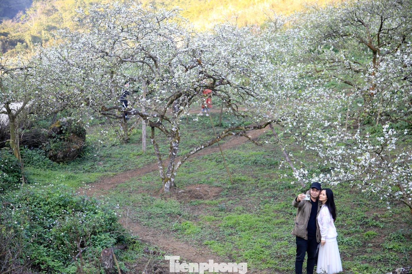 Thung lũng mận Nà Ka, Mộc Châu là nơi có nhiều hoa nhất, với diện tích hơn 100ha.