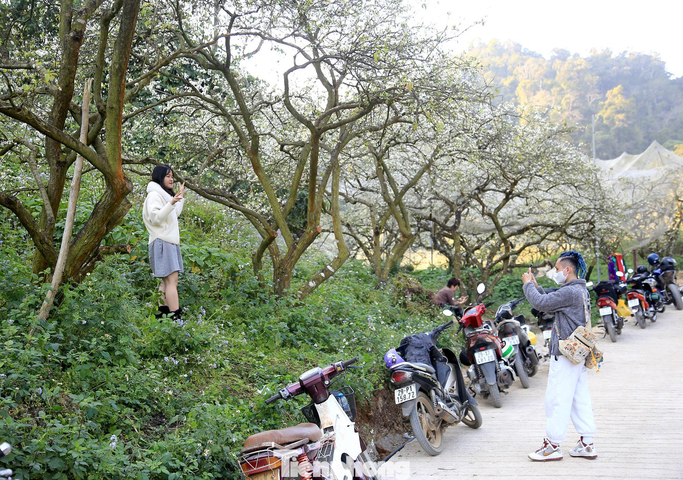 Vì thế thời điểm này, rất đông bạn trẻ đã đổ về cao nguyên Mộc Châu để du lịch và thưởng hoa.