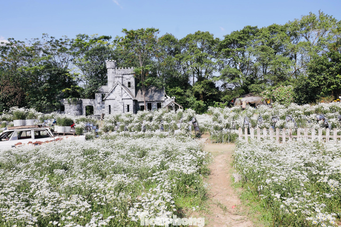 Cùng với gió nhẹ, cốm xanh, cúc hoạ mi cũng là một trong những nét đặc trưng của mùa thu Hà Nội.