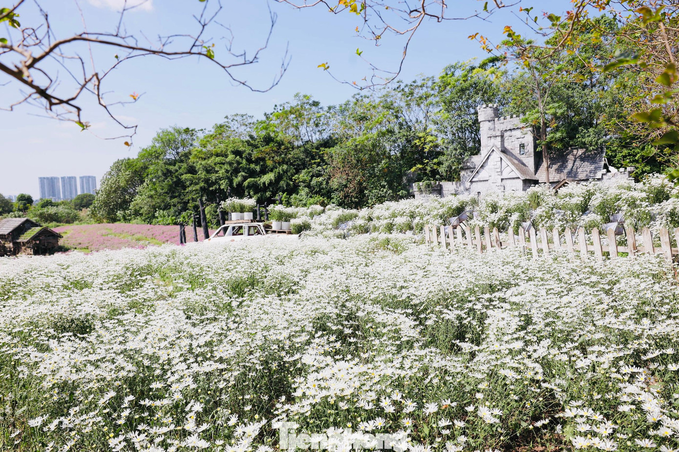 Thảm hoa cúc họa mi rộng lớn khoảng hơn 2.000m2 với hơn 10.000 gốc tại Long Biên đang vào vụ nở rực rỡ.