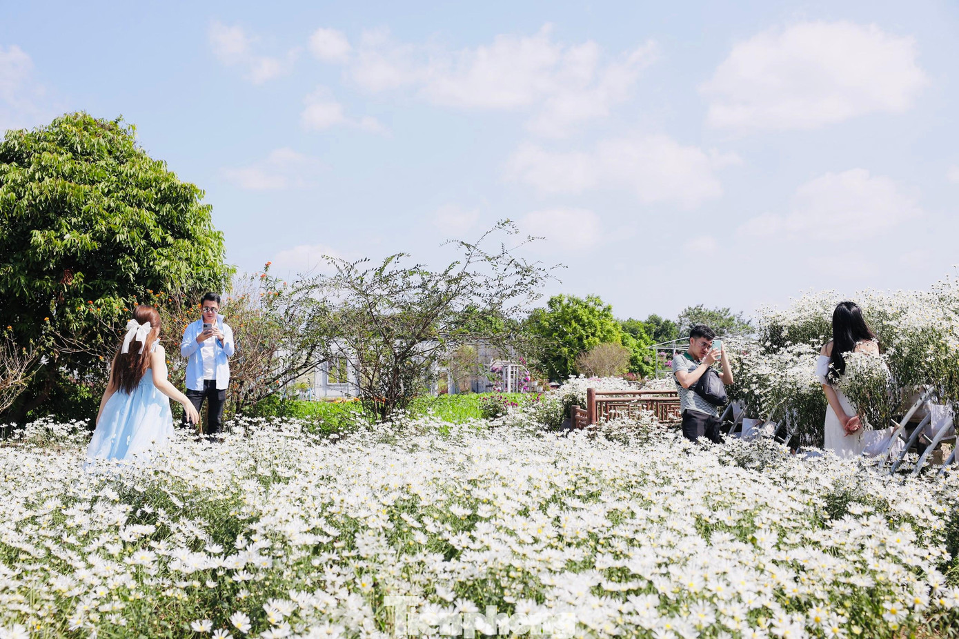 Cuối tuần thường đông đúc nên nhiều bạn trẻ đã tranh thủ những ngày đầu tuần thời tiết ấm áp, nắng đẹp để check-in cùng những bó cúc họa mi nở sớm.