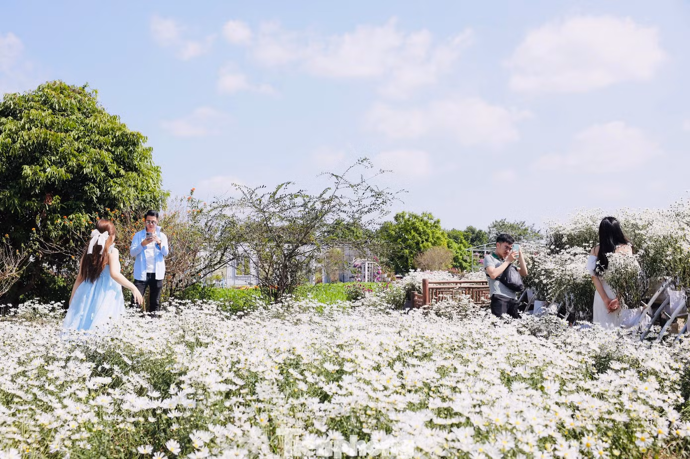 Cuối tuần thường đông đúc nên nhiều bạn trẻ đã tranh thủ những ngày đầu tuần thời tiết ấm áp, nắng đẹp để check-in cùng những bó cúc họa mi nở sớm.