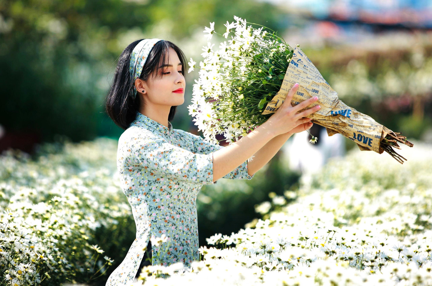 Những ngày này thời tiết tại Hà Nội đang rất đẹp, gió nhẹ, nắng vàng ươm thích hợp để chụp ảnh với cúc họa mi.