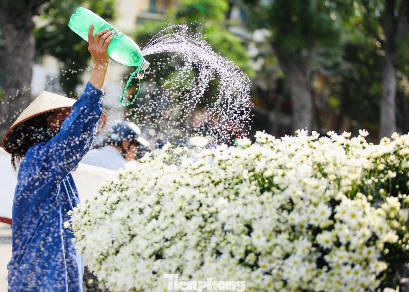 Năm nay, thời tiết đầu mùa không quá lạnh, có nắng, tạo điều kiện để cúc hoạ mi nở sớm. Những ngày này không khó để bắt gặp những xe chở đầy cúc hoạ mi rong ruổi trên từng con phố Thủ đô.