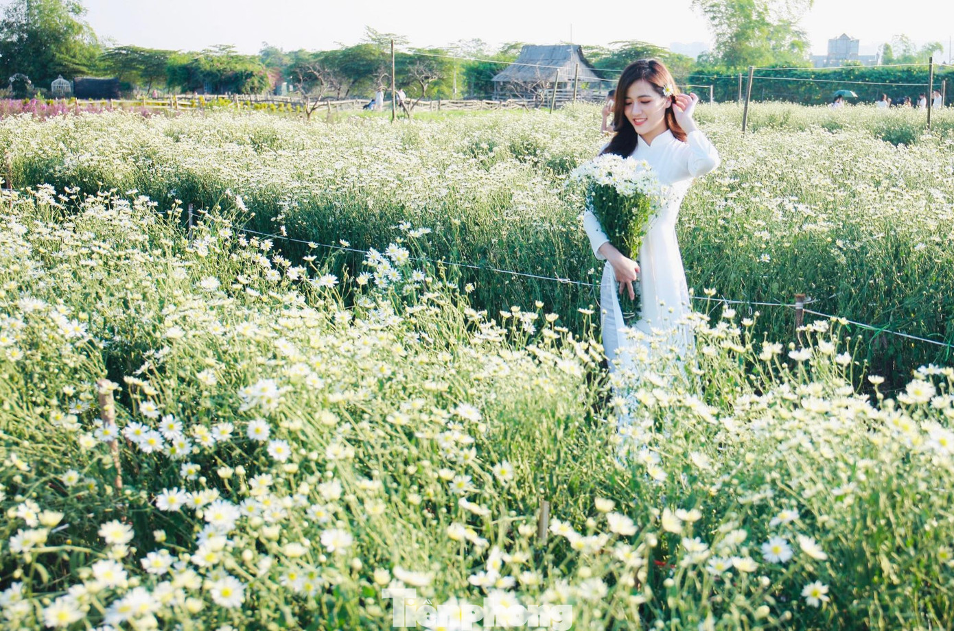 Thời điểm thích hợp nhất để chụp ảnh đẹp với cúc họa mi thường vào sáng sớm hoặc cuối chiều, nắng nhẹ, ánh sáng vừa đủ, không quá gắt.