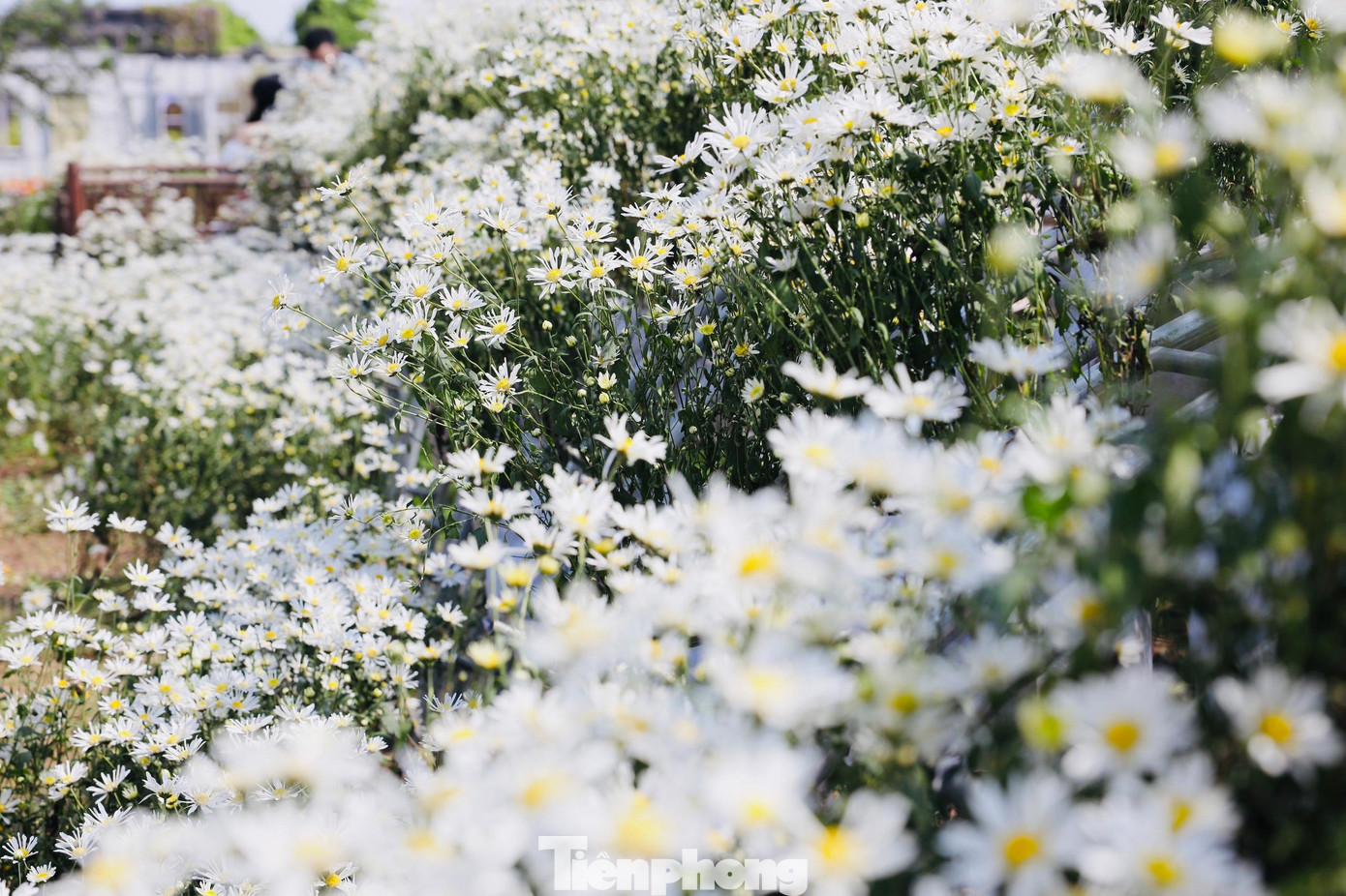 Những bông cúc họa mi trắng nhỏ xíu, rung rinh trong gió vừa xuất hiện, báo hiệu một mùa đông mới đang về.