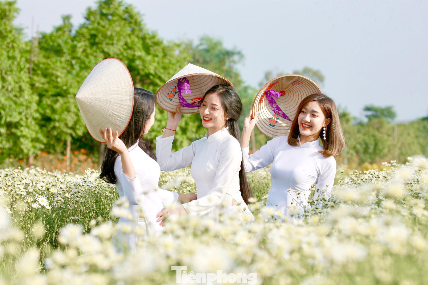 Cúc họa mi đầu mùa nở sớm khiến giới trẻ Hà Nội thích thú, mê mẩn check-in.