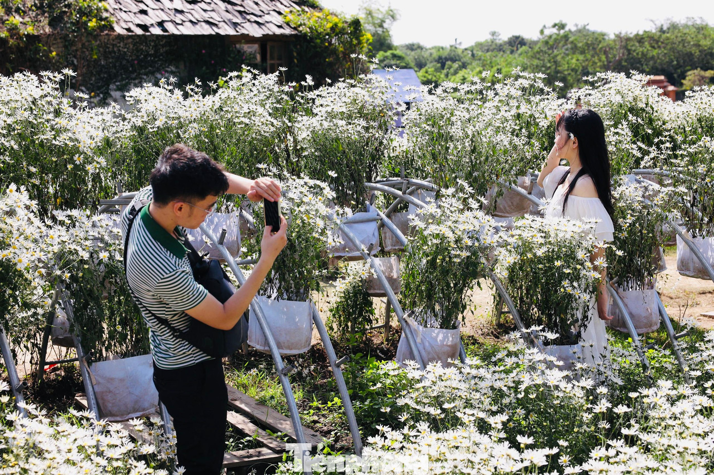 Cúc họa mi đầu mùa có giá từ 35.000 đến 50.000 đồng một bó. Hoa chỉ nở và được bán trong khoảng 2 tuần của tháng 11 nên rất nhiều người nhanh chóng tìm mua về cắm.
