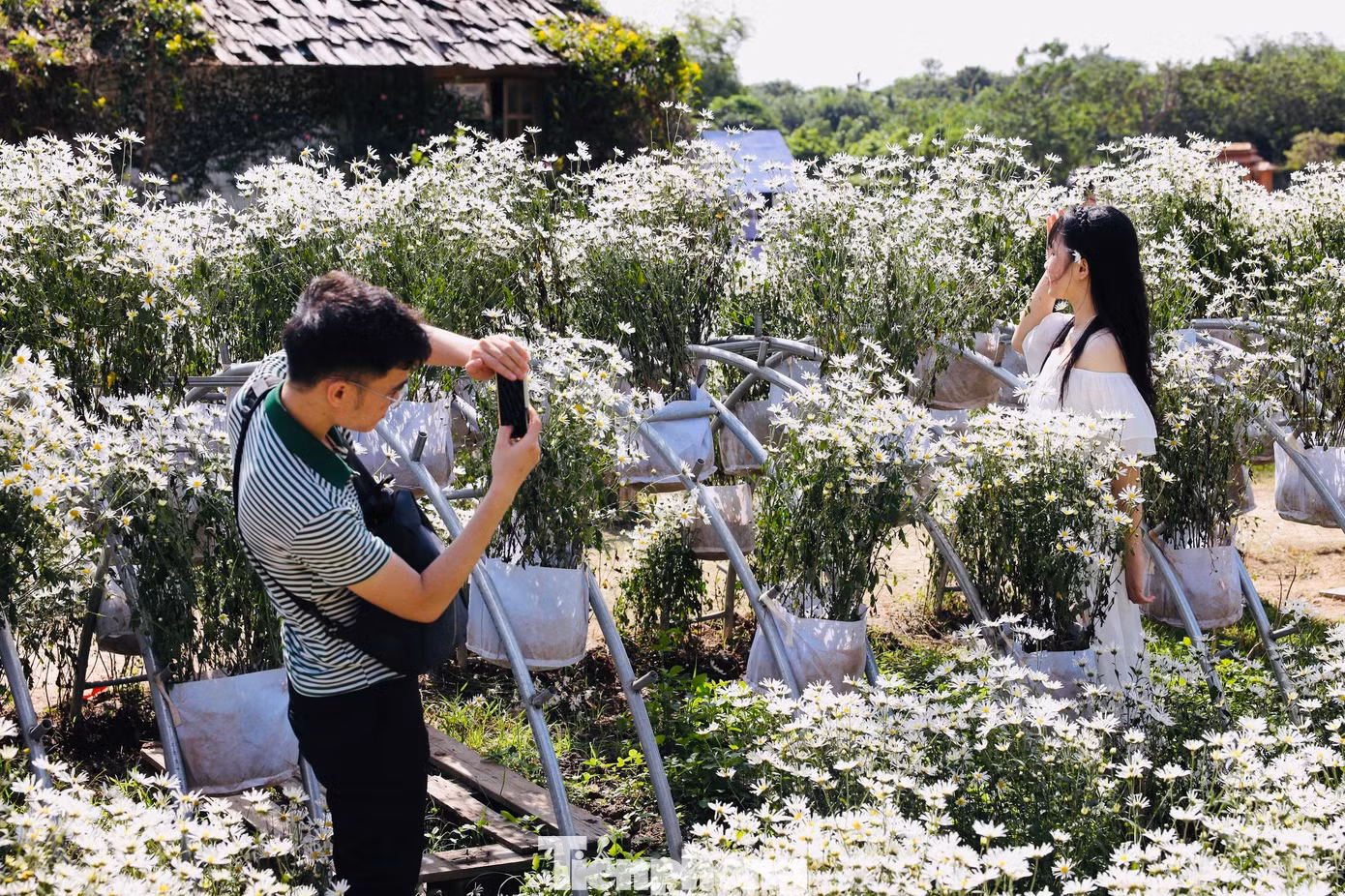 Cúc họa mi đầu mùa có giá từ 35.000 đến 50.000 đồng một bó. Hoa chỉ nở và được bán trong khoảng 2 tuần của tháng 11 nên rất nhiều người nhanh chóng tìm mua về cắm.