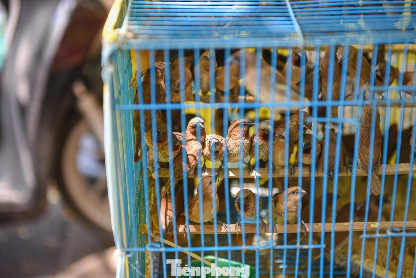 Chim vành khuyên có giá bán khoảng 15.000 - 20.000 đồng/con, chim bồ câu giá dao động từ 30.000 đến 50.000 đồng/con.