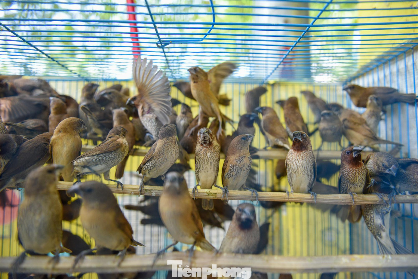 Dọc con phố nhỏ trên đường Hoàng Hoa Thám, nhiều lồng chim phóng sinh được bày bán với đa dạng các loại như: chim sẻ, chim ri, chim vành khuyên...