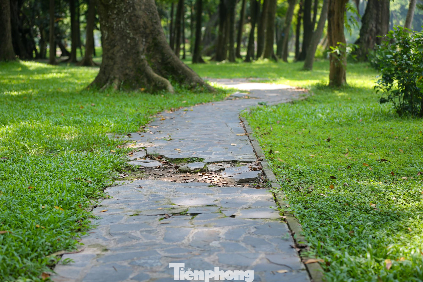 Nhiều lối đi trong công viên cũng đã sụt lún, bong tróc.