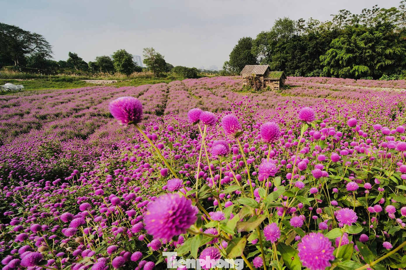Anh Trương Thế Hùng (chủ vườn hoa Long Biên) cho biết: &apos;&apos;Năm nay thời tiết đẹp, hoa được mùa nên màu hoa nở rất đẹp. Hoa bách nhật có 3 màu nổi bật chính là màu tím đậm, hồng và trắng...&quot;.