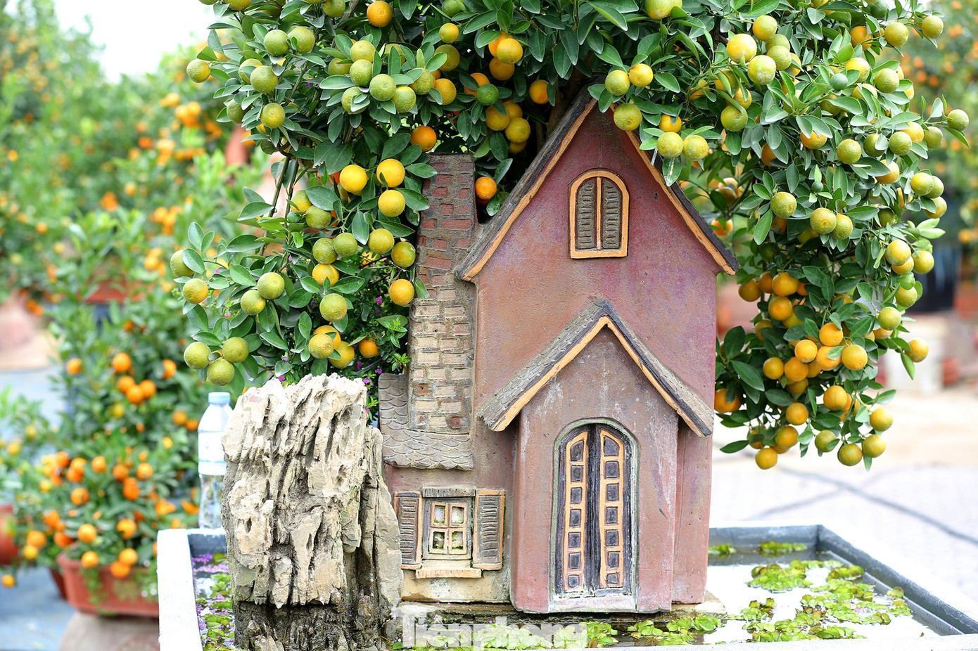 Những cây quất cảnh nghệ thuật phong thuỷ như thế này luôn được du khách chờ đợi được chiêm ngưỡng.