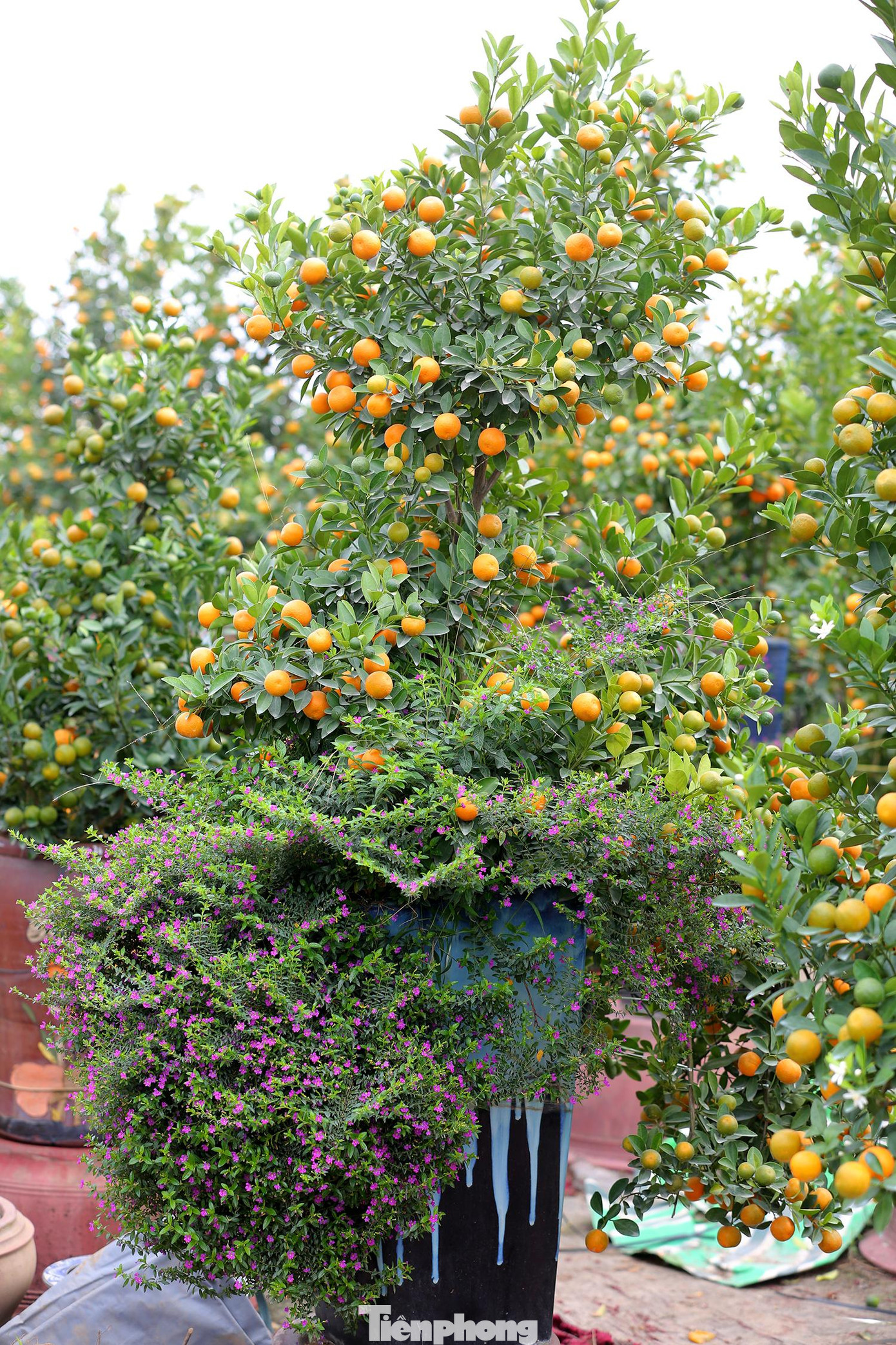 Người chơi cũng có thể lựa chọn phương án thuê các chậu cây này về chơi Tết với giá rẻ được hơn gần nửa từ 6 đến 8 triệu đồng.