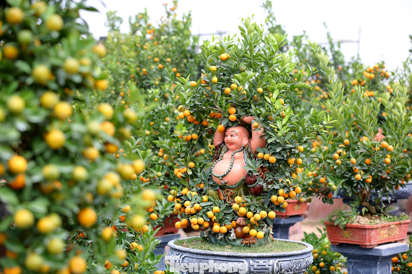 Tết Nguyên đán ngày một đến gần, các chủ nhà vườn càng tất bật với công việc bón cây, chăm quả để phục vụ người dân chơi Tết.