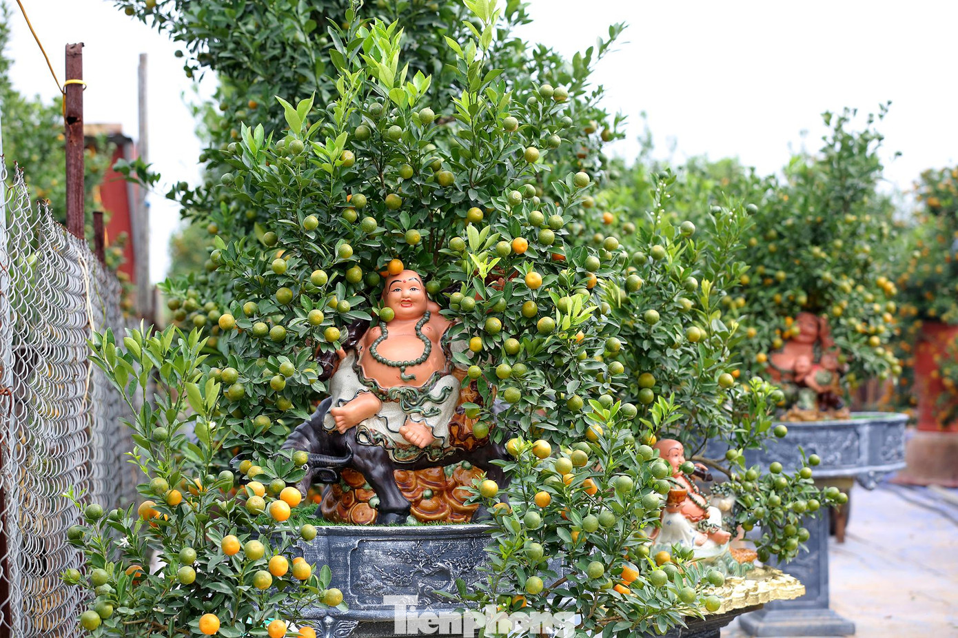 Mỗi tác phẩm quất nghệ thuật được chủ nhân gửi gắm nhiều tâm sức, ý tưởng từ khi bắt đầu gieo trồng.