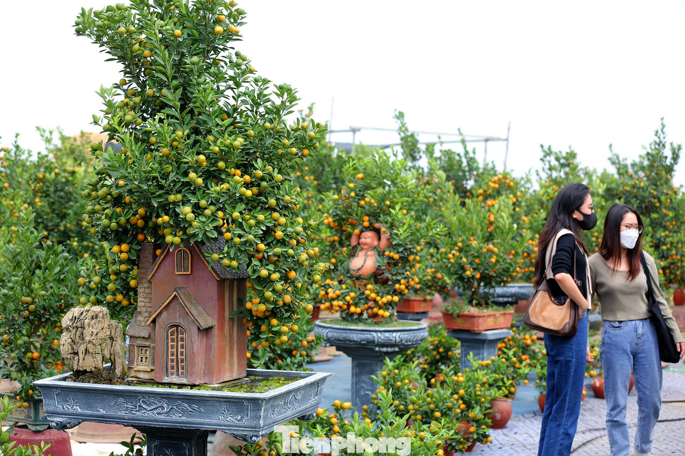 Du khách thích thú khi đi tham quan, lựa chọn những chậu cây phong thuỷ của nhà vườn.