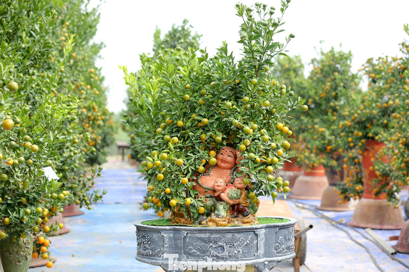 Càng cận Tết sẽ càng có thêm nhiều người dân tìm về làng quất Tứ Liên để "săn" bằng được những chậu quất bon sai đẹp, có dáng độc, hợp phong thủy để chào đón năm mới.