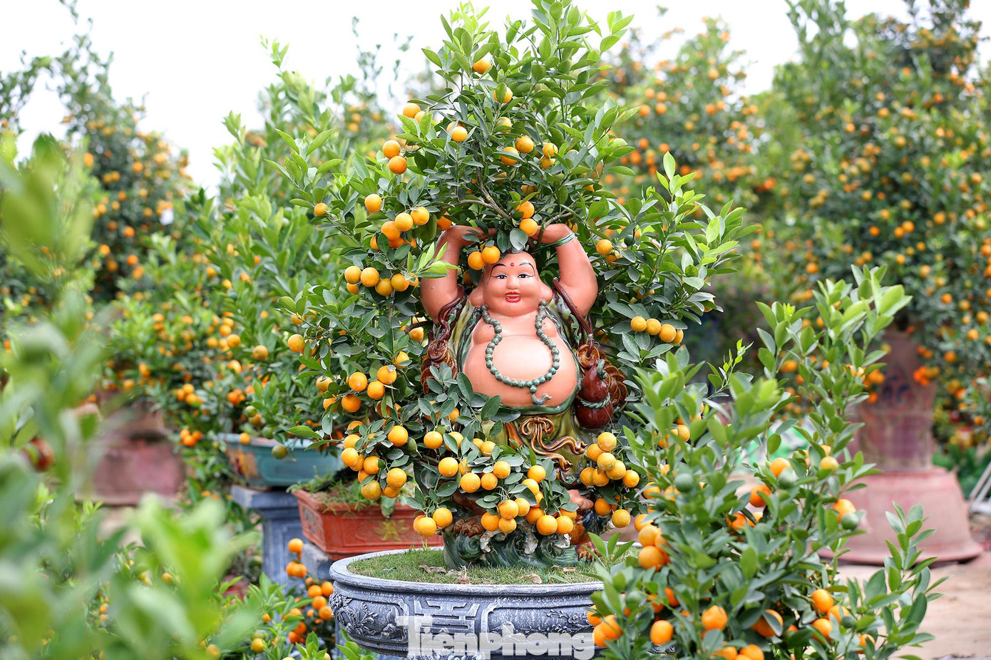 Toàn cảnh vườn quất bonsai phong thuỷ độc đáo của nhà vườn Lực Hương ở phường Tứ Liên, quận Tây Hồ.