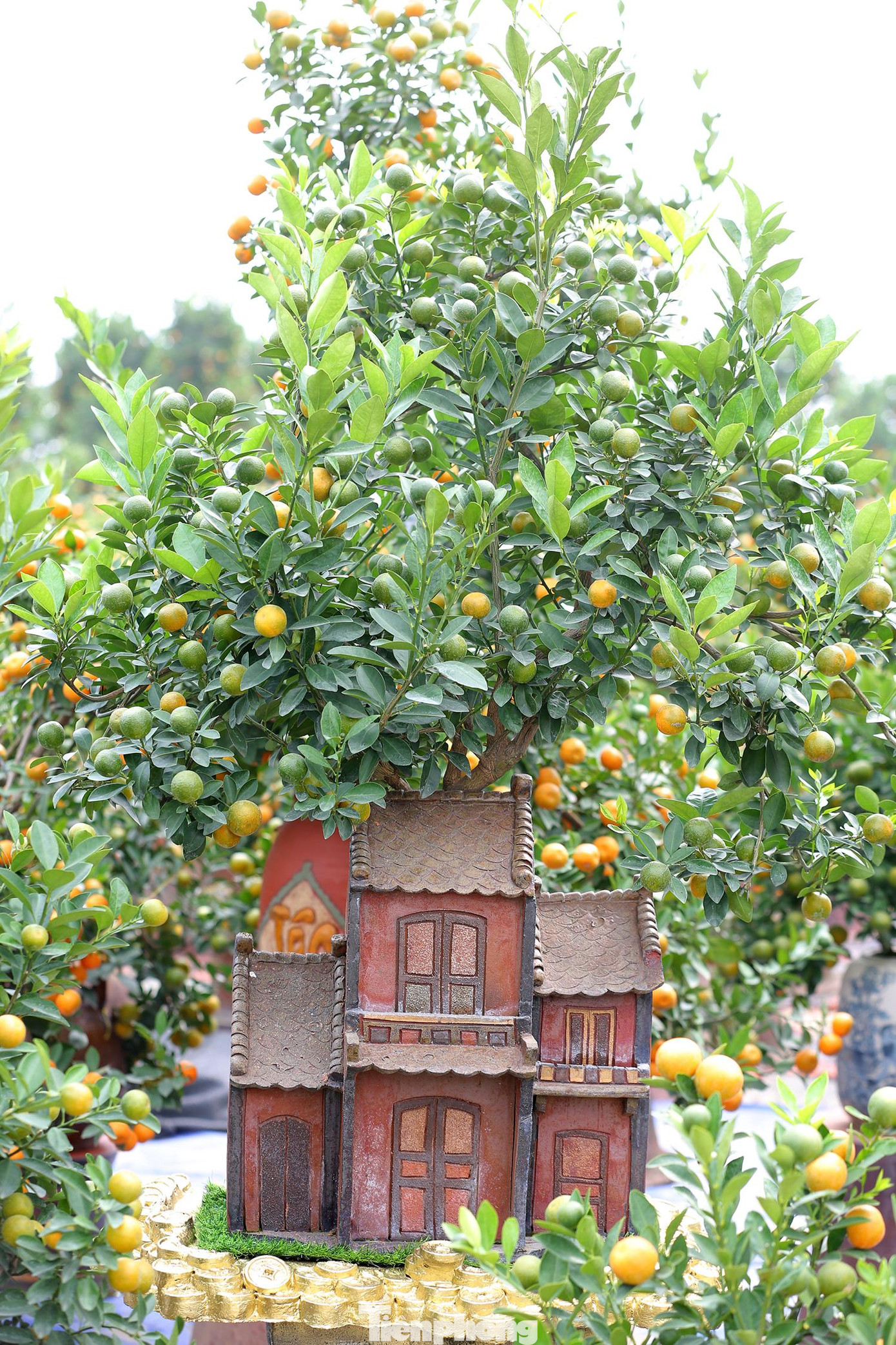 Theo chị Linh - chủ một vườn quất cảnh phong thuỷ lớn ở làng Tứ Liên cho biết: “Tuy vẫn còn gần 1 tháng nữa mới đến Tết nhưng cũng đã có khá nhiều người vào đây để tìm mua quất về chơi sớm”.