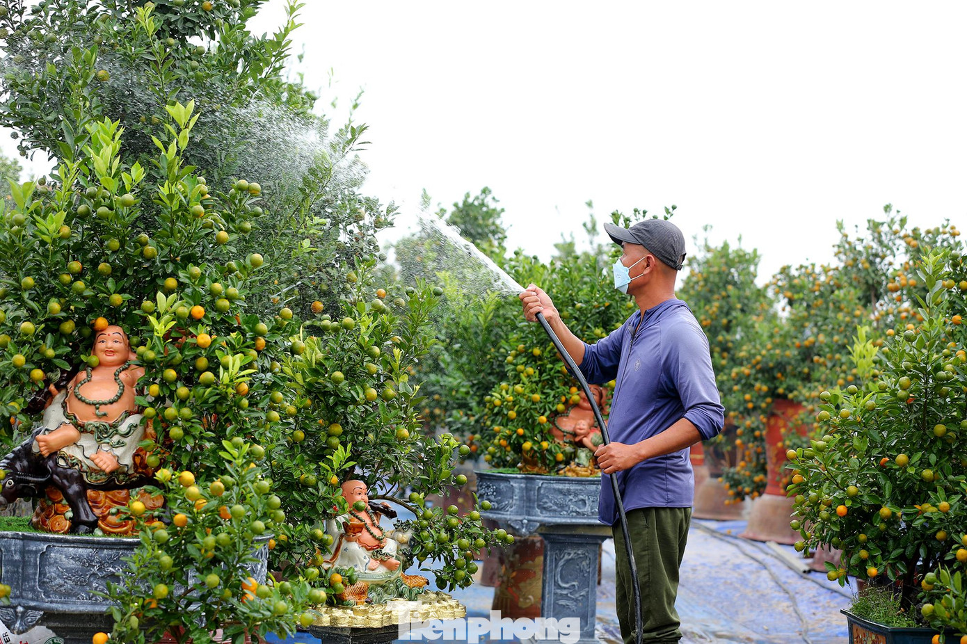 Chị Linh chia sẻ: "Để có được những chậu cây phong thuỷ độc đáo Phúc - Lộc - Thọ... như thế này, chúng tôi phải mất khá nhiều công sức, 8 tháng để uốn nắn dáng cây, nuôi dưỡng, chăm sóc".