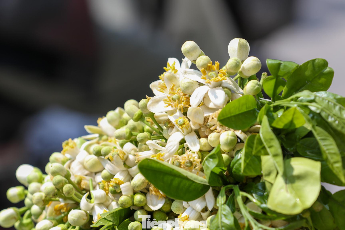 Những chùm hoa bưởi khi thu hoạch thường có nụ to, màu trắng đều. Chỉ cần vài ngày, nụ hoa sẽ bung nở, tỏa hương thơm ngát.