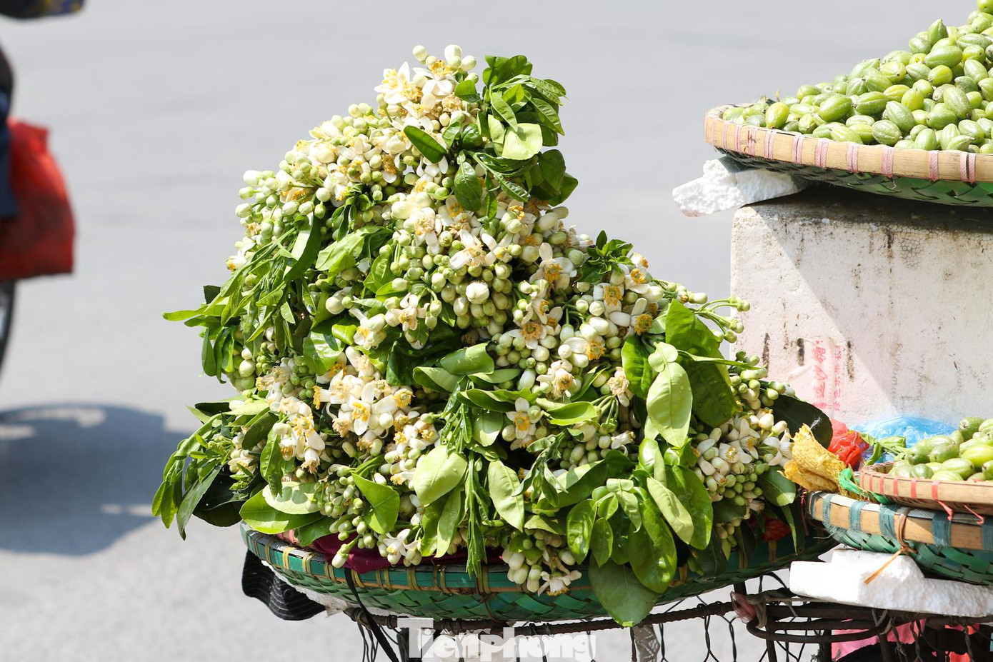 Những chùm hoa bưởi trắng tinh khôi, tỏa hương nhẹ dịu như níu chân khách.