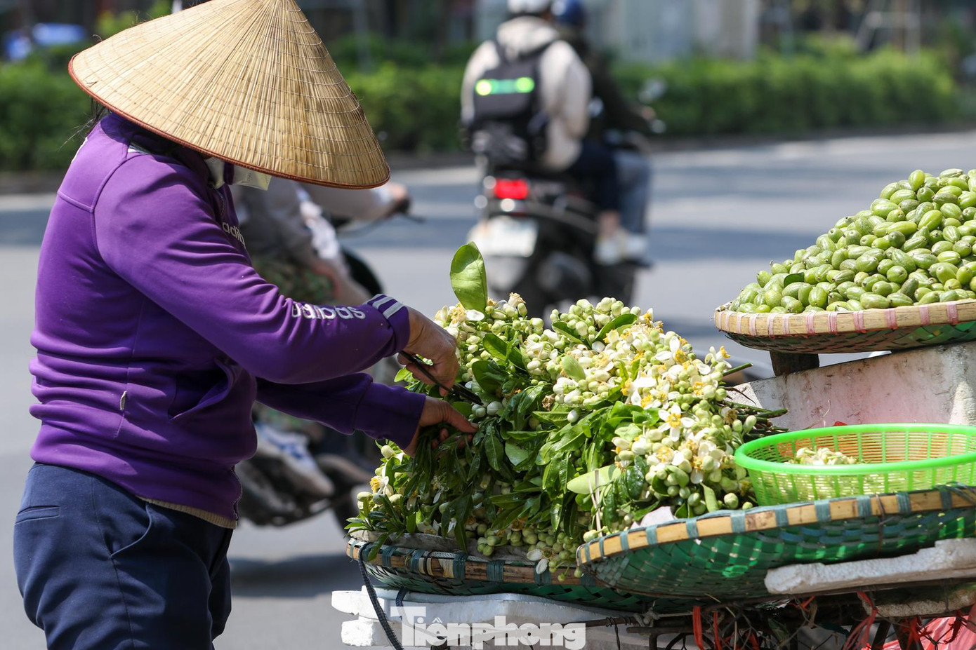 Người Hà Nội mua hoa bưởi về bày trên ban thờ gia tiên, nấu chè, ướp trà...