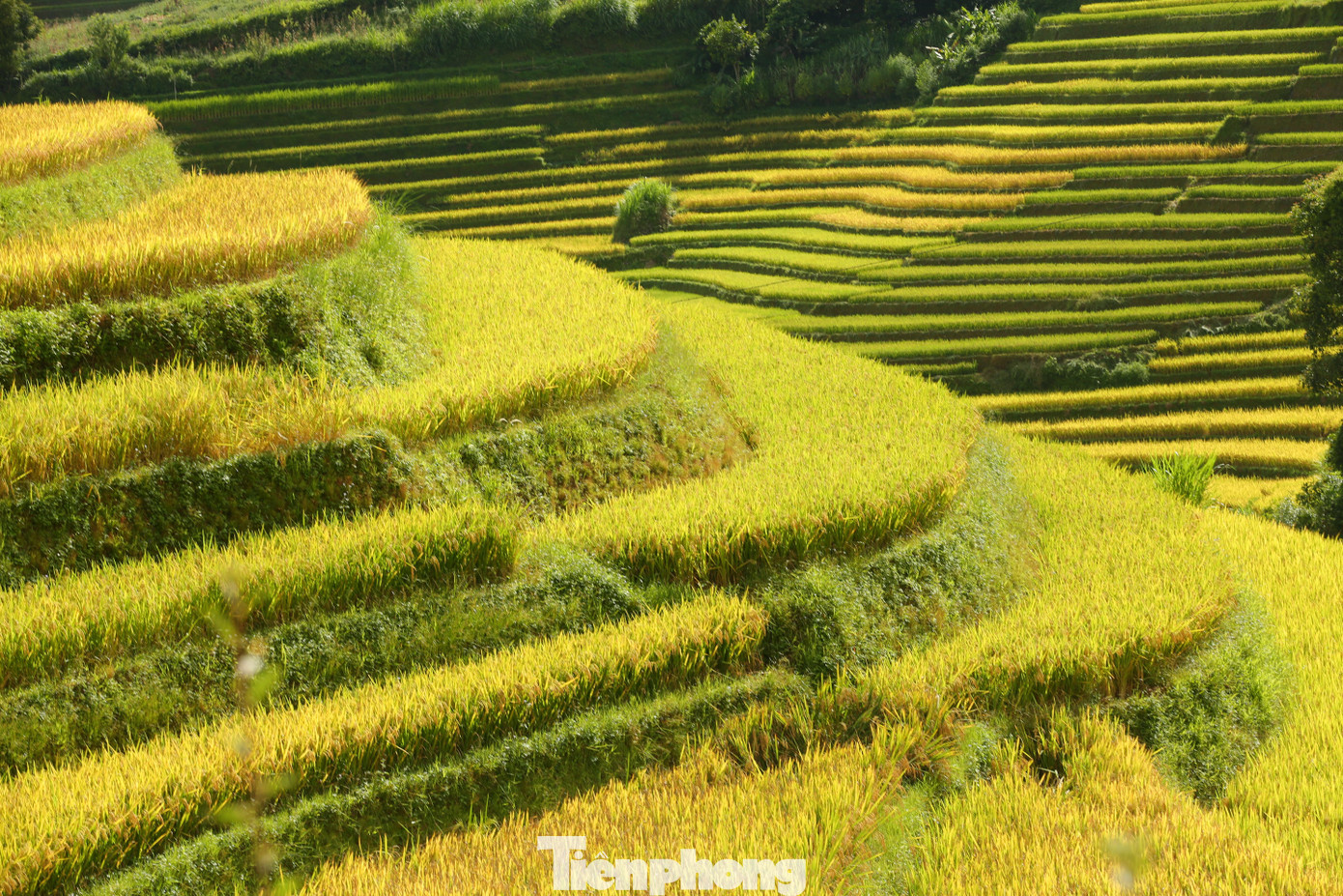 Một góc ruộng chín vàng óng ả bên sườn đồi...