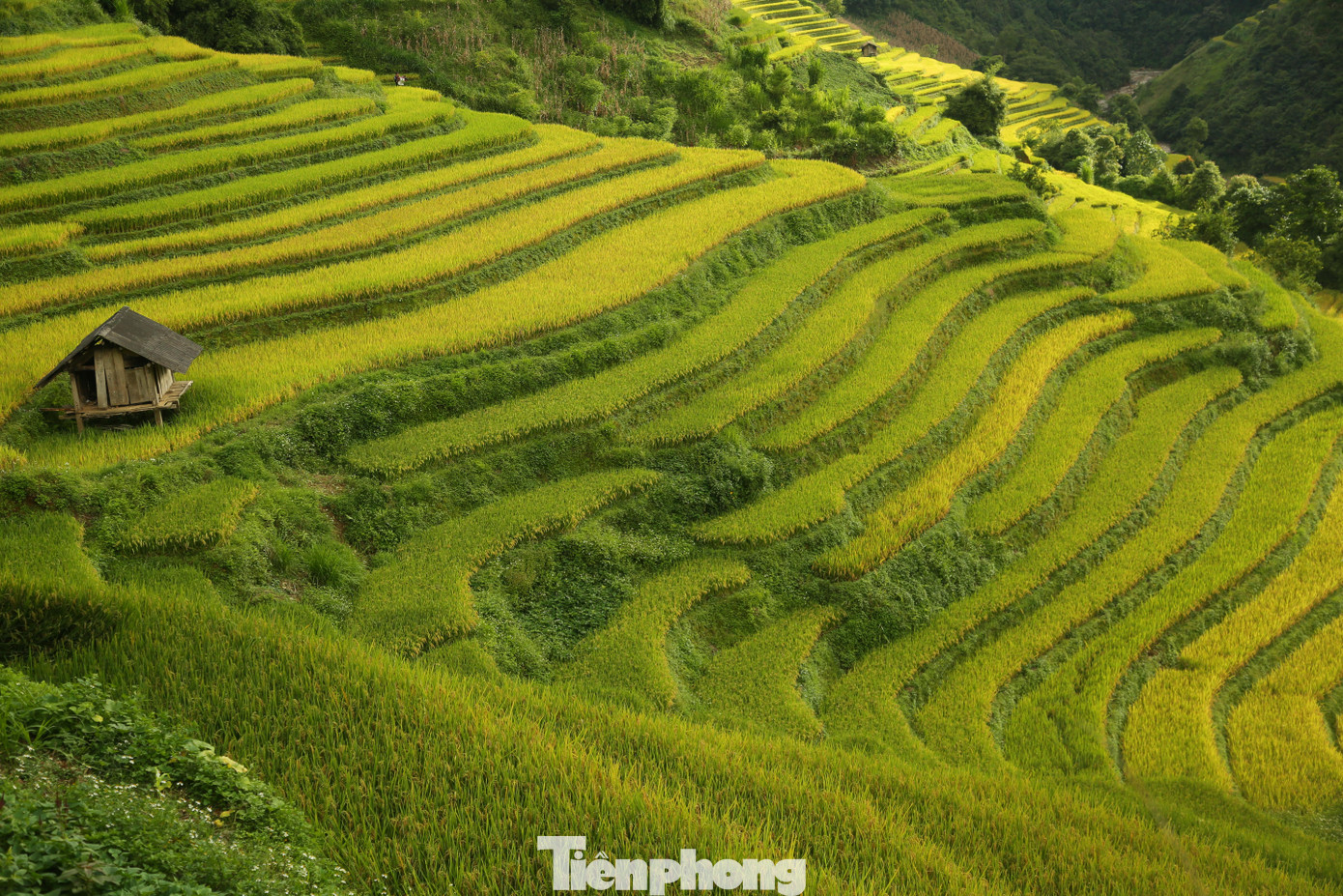 Mùa lúa chín, cả thung lũng thơm mùi lúa mới.