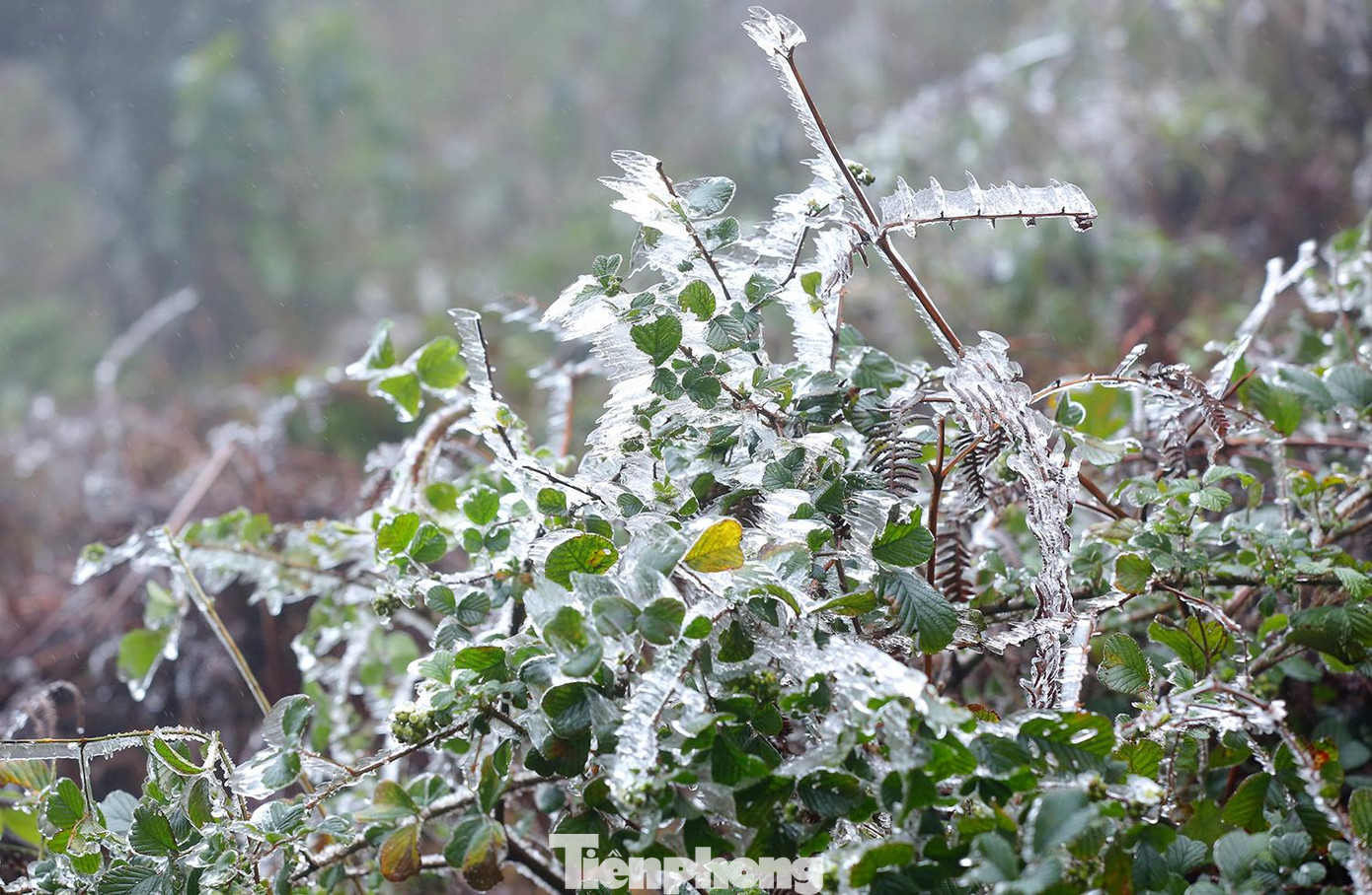 Băng giá phủ kín các cây lớn, cảnh tượng đẹp mắt khiến nhiều du khách thích thú.