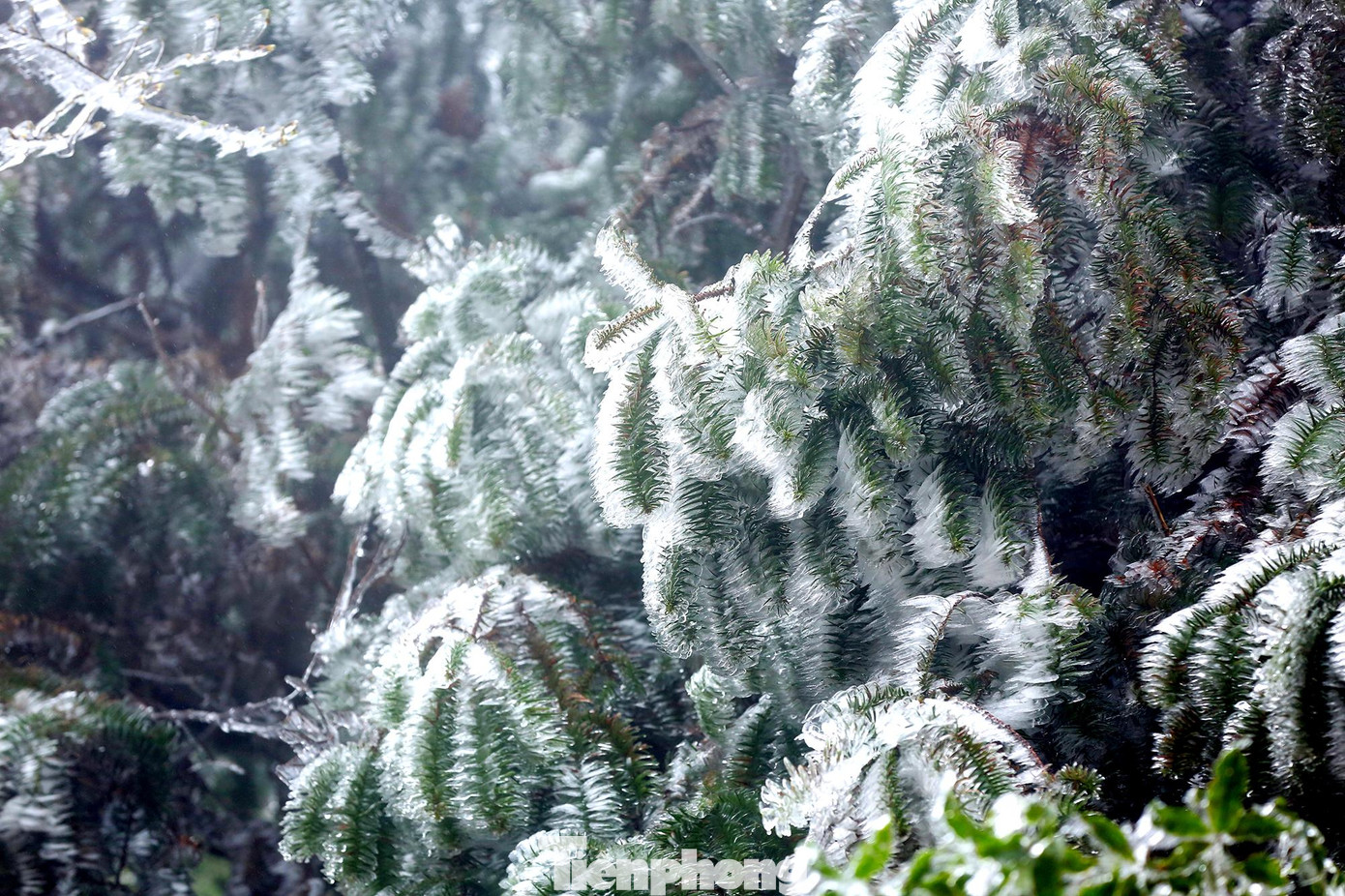 Tại Y Tý sớm nay, nhiệt độ xuống thấp với mức -2 độ, xuất hiện tình trạng băng giá trắng xoá các cành cây, ngọn cỏ và cả các vật dụng sinh hoạt của người dân.