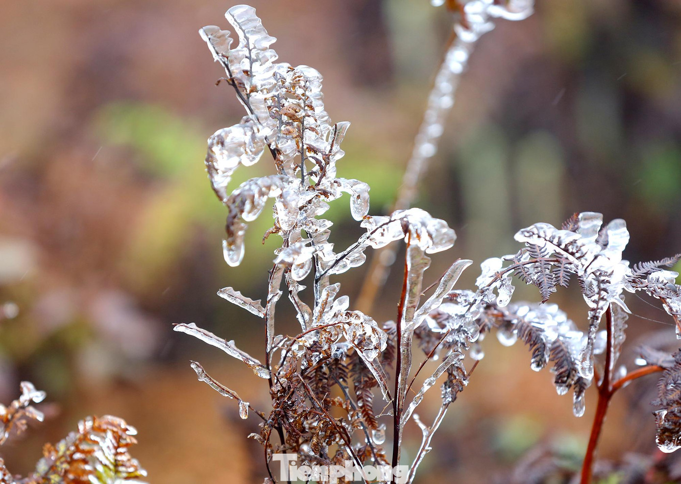 Băng giá bám trĩu nặng cây cối trên đỉnh núi Lảo Thần, Lào Cai trưa ngày 21/2