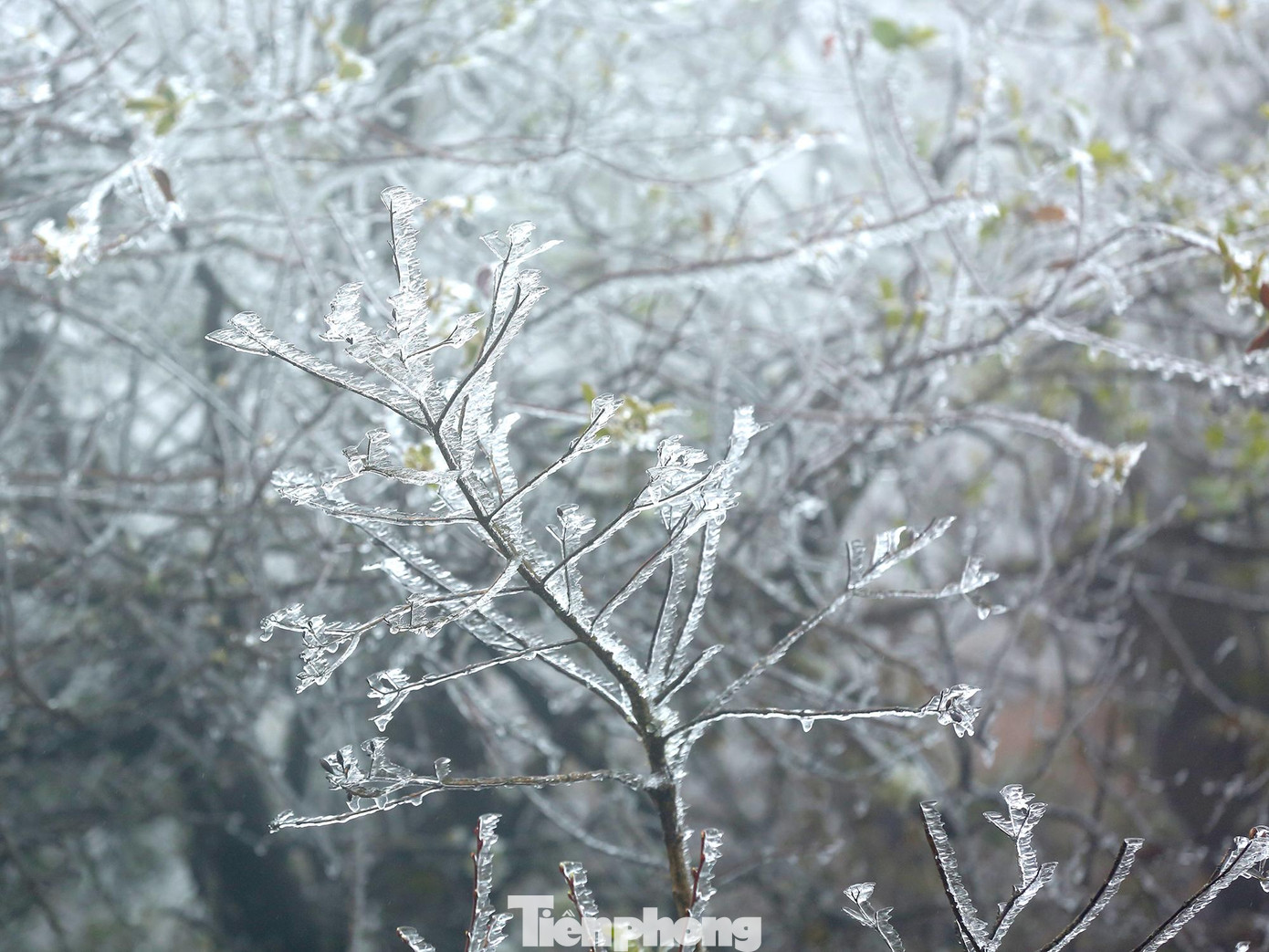 Theo dự báo của Trung tâm khí tượng thuỷ văn Quốc gia, từ ngày 20 - 23/2, các tỉnh Trung du miền núi phía Bắc xảy ra đợt rét đậm, rét hại trên diện rộng, khu vực vùng núi phía Bắc có khả năng cao xảy ra mưa tuyết và băng giá, nhiệt độ thấp nhất các tỉnh vùng núi, trung du từ 4-6°C, khu vực núi cao có nơi xấp xỉ 0°C.