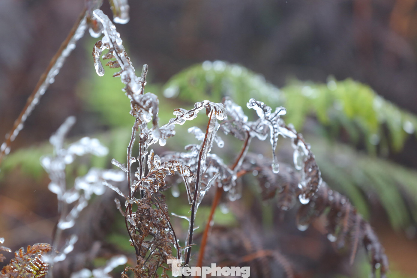 Tình trạng nhiệt độ thấp và băng giá cũng xuất hiện tại nhiều khu vực khác của tỉnh Lào Cai như đèo Ô Quý Hồ cũng đã có băng giá.