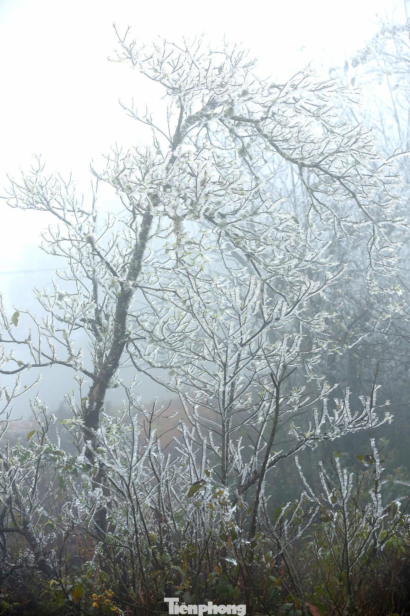 Từ nay đến ngày 22/2, miền Bắc trời rét hại với nền nhiệt độ thấp nhất phổ biến 7-10, vùng núi 2-5 độ, núi cao có nơi dưới 0 độ và khả năng cao xảy ra băng giá, mưa tuyết.