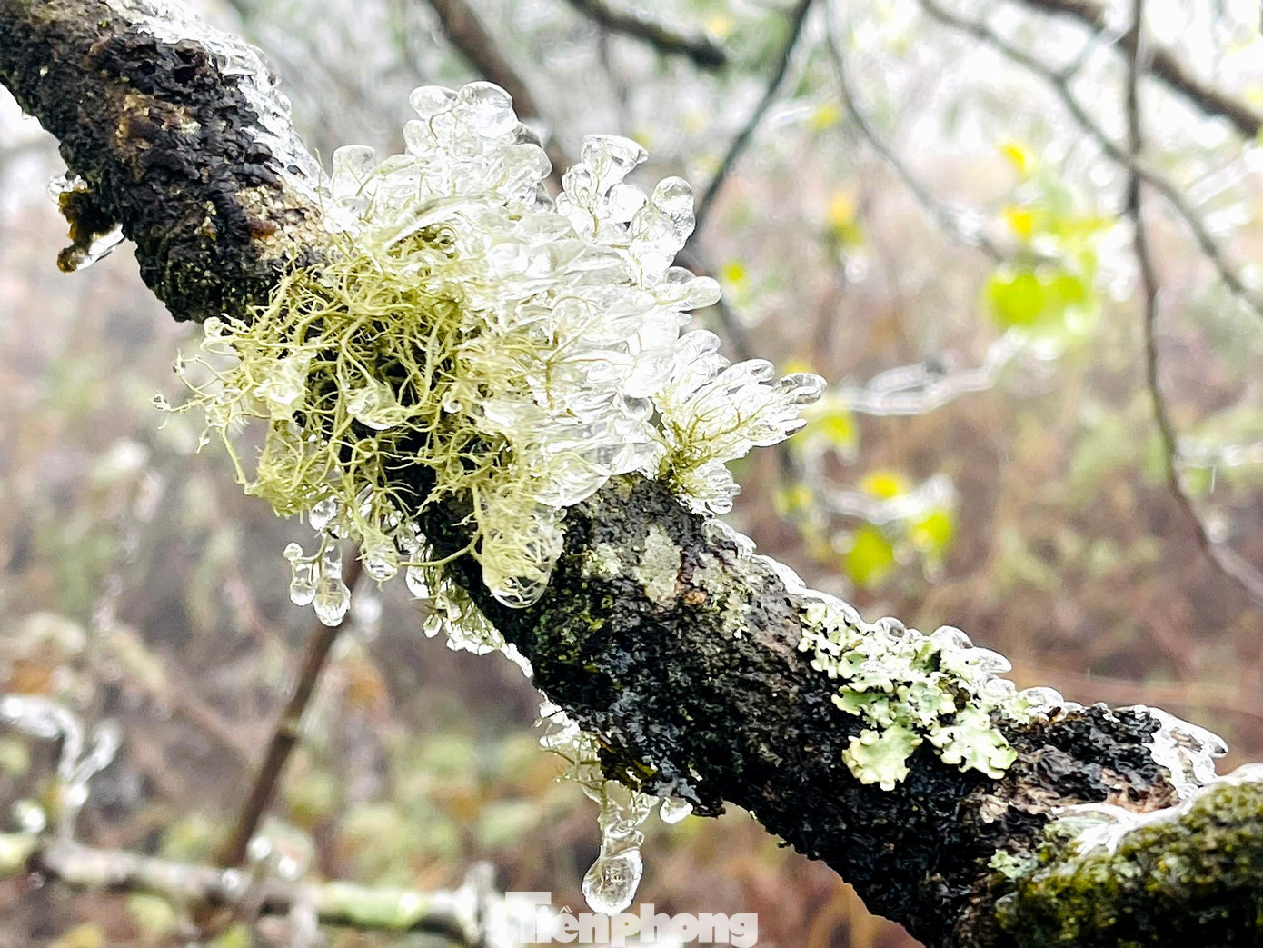 Tình trạng băng giá tại đây xuất hiện từ sáng sớm, rõ nét hơn vào ban ngày, cây cỏ gần như trong tình trạng bị đóng băng.
