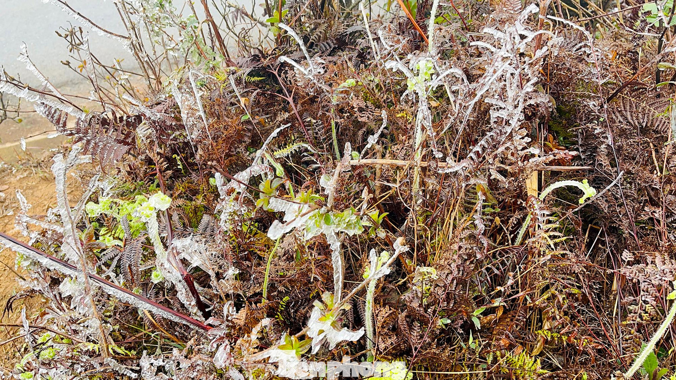 Hình ảnh băng giá phủ cành cây tạo nên khung cảnh lạ mắt đối với du khách.