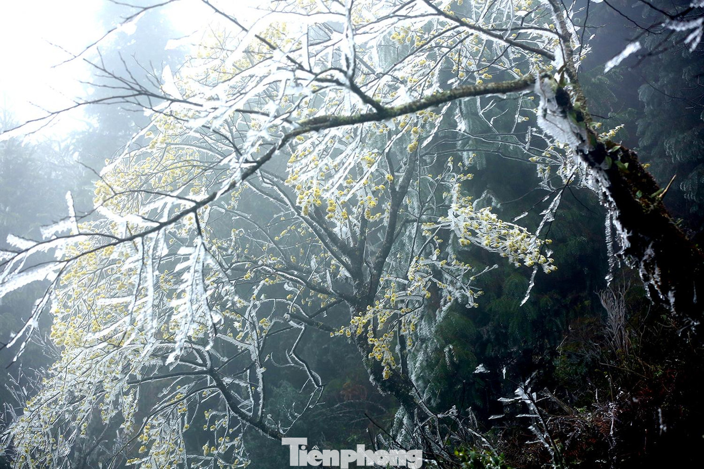 Băng giá bám cây cối trên đỉnh núi Y Tý, Lào Cai.