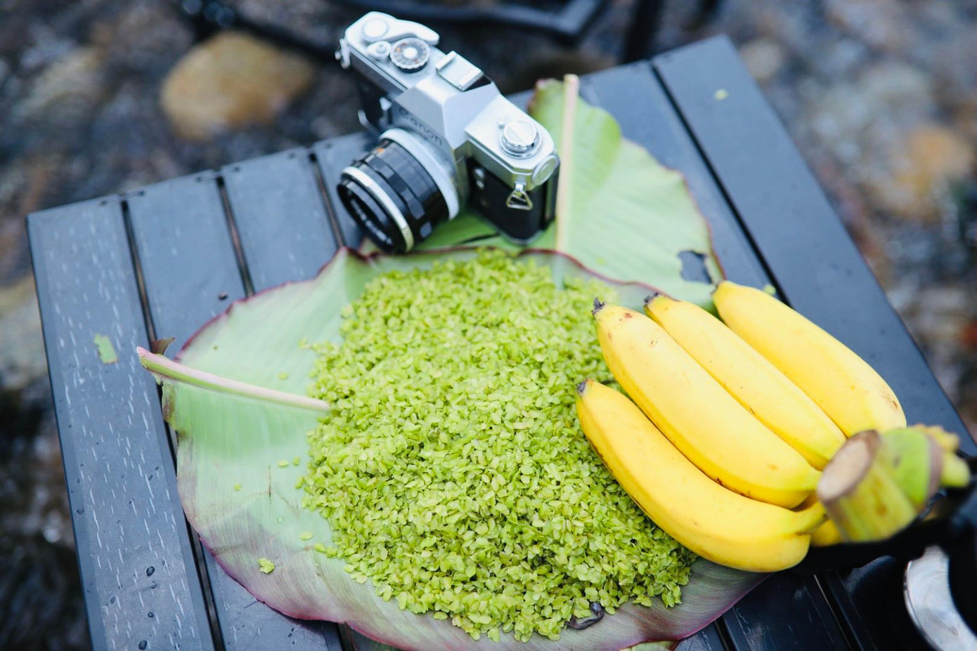 Cốm Tú Lệ cùng với ruộng lúa chín vàng bậc thang... đã trở thành biểu tượng văn hóa Yên Bái, làm nên thương hiệu đặc sắc của mảnh đất vùng cao này.