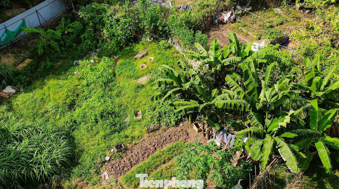 Người dân xung quanh cũng tận dụng lô đất này để trồng rau và hoa màu.