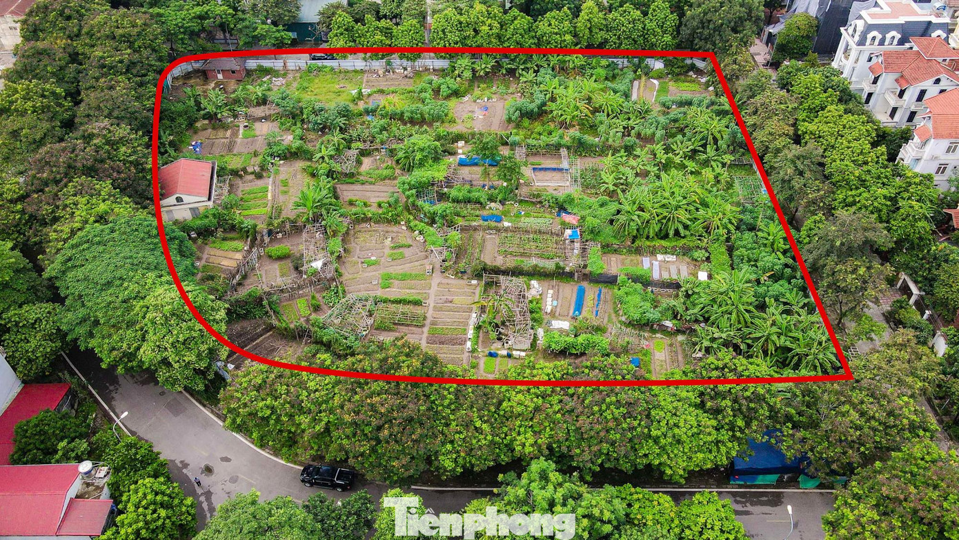 Nằm giữa khu dân cư đông đúc cùng với việc bị bỏ hoang lâu năm, ô đất này đang được tận dụng thành nơi trồng rau của các hộ dân sống xung quanh.