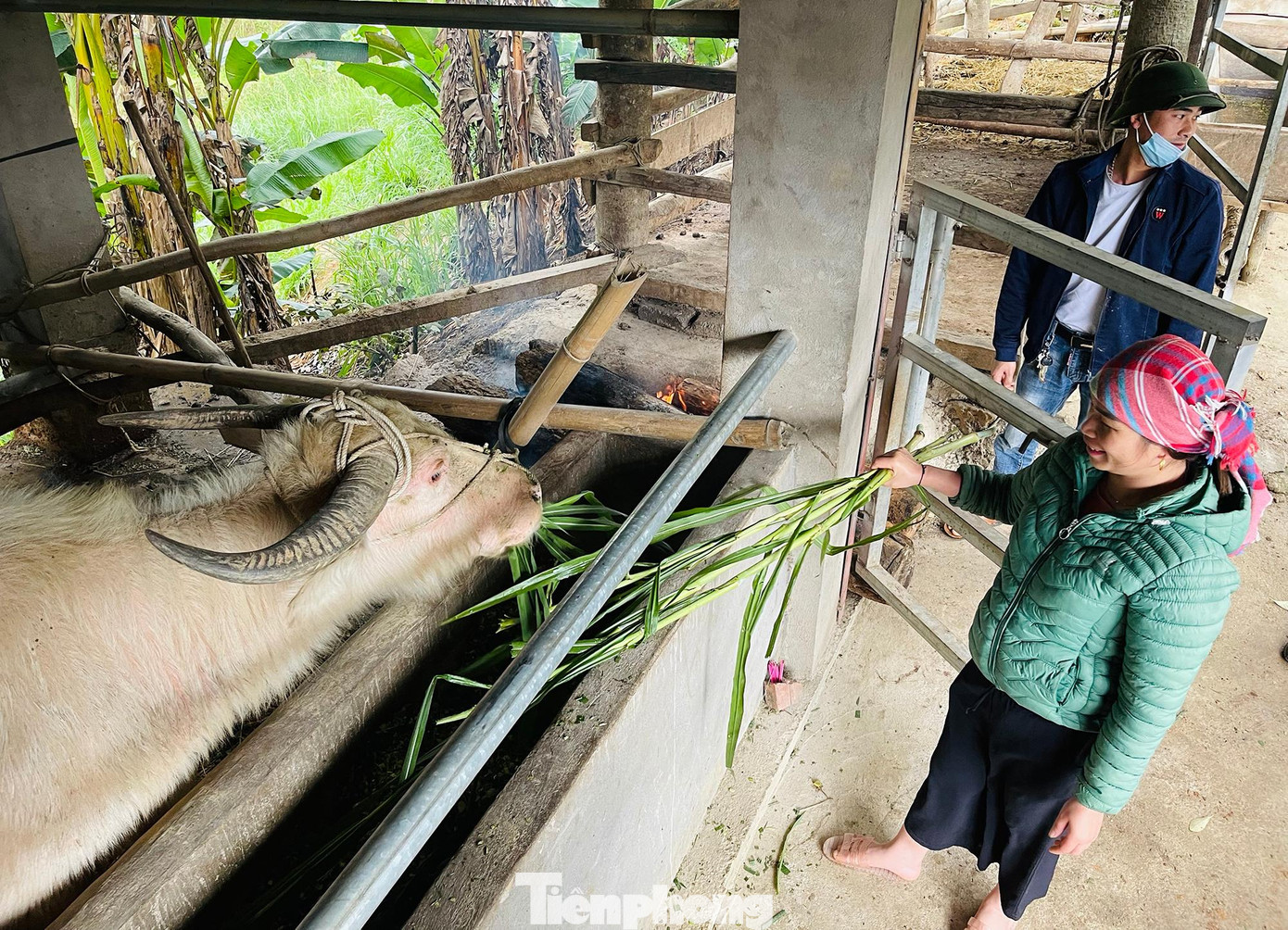 Chủ tịch UBND xã Y Tý Tráng A Lử cho biết, mùa Đông Xuân năm nay, 100% các hộ chăn nuôi trong xã đã hoàn toàn chủ động phòng, chống đói rét cho đàn gia súc của gia đình mình. Hiện nay, Y Tý có tổng đàn gia súc 5.220 con, với trên 1.300 con trâu, 101 con ngựa, 215 con dê, 13 con bò…