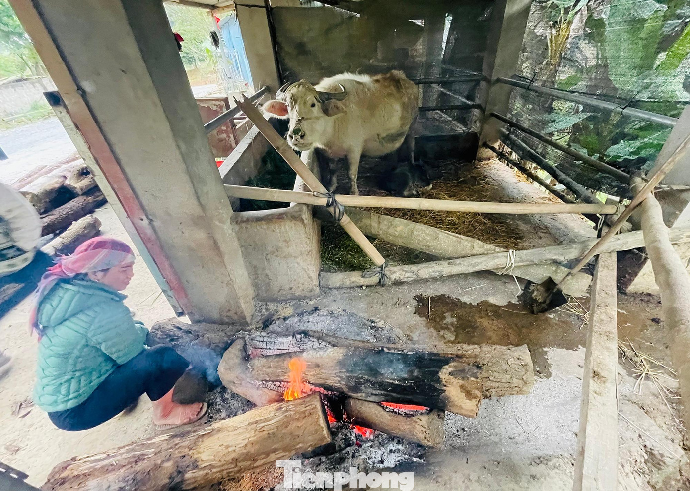 Chị Làng Thị Linh ở xã Mường Vi, huyện Bát Xát, tỉnh Lào Cai chia sẻ:" Nhà có con nghé vừa sinh hôm qua nên hai vợ chồng phải đốt lửa sưởi ấm khi thời tiết hạ xuống 0 độ C, rét buốt như thế này".