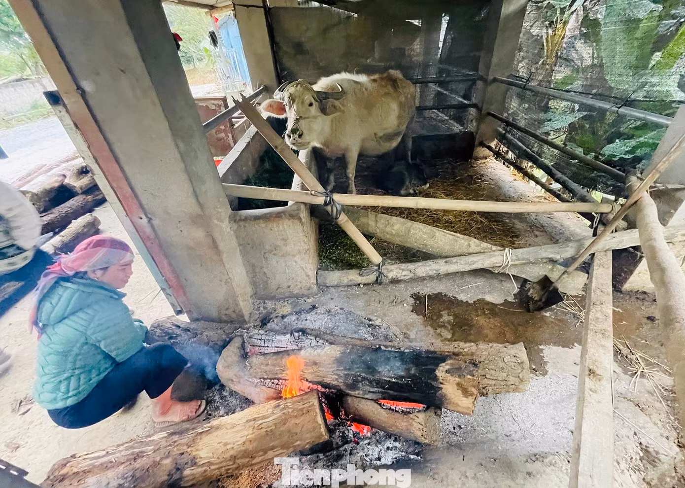 Chị Làng Thị Linh ở xã Mường Vi, huyện Bát Xát, tỉnh Lào Cai chia sẻ:" Nhà có con nghé vừa sinh hôm qua nên hai vợ chồng phải đốt lửa sưởi ấm khi thời tiết hạ xuống 0 độ C, rét buốt như thế này".
