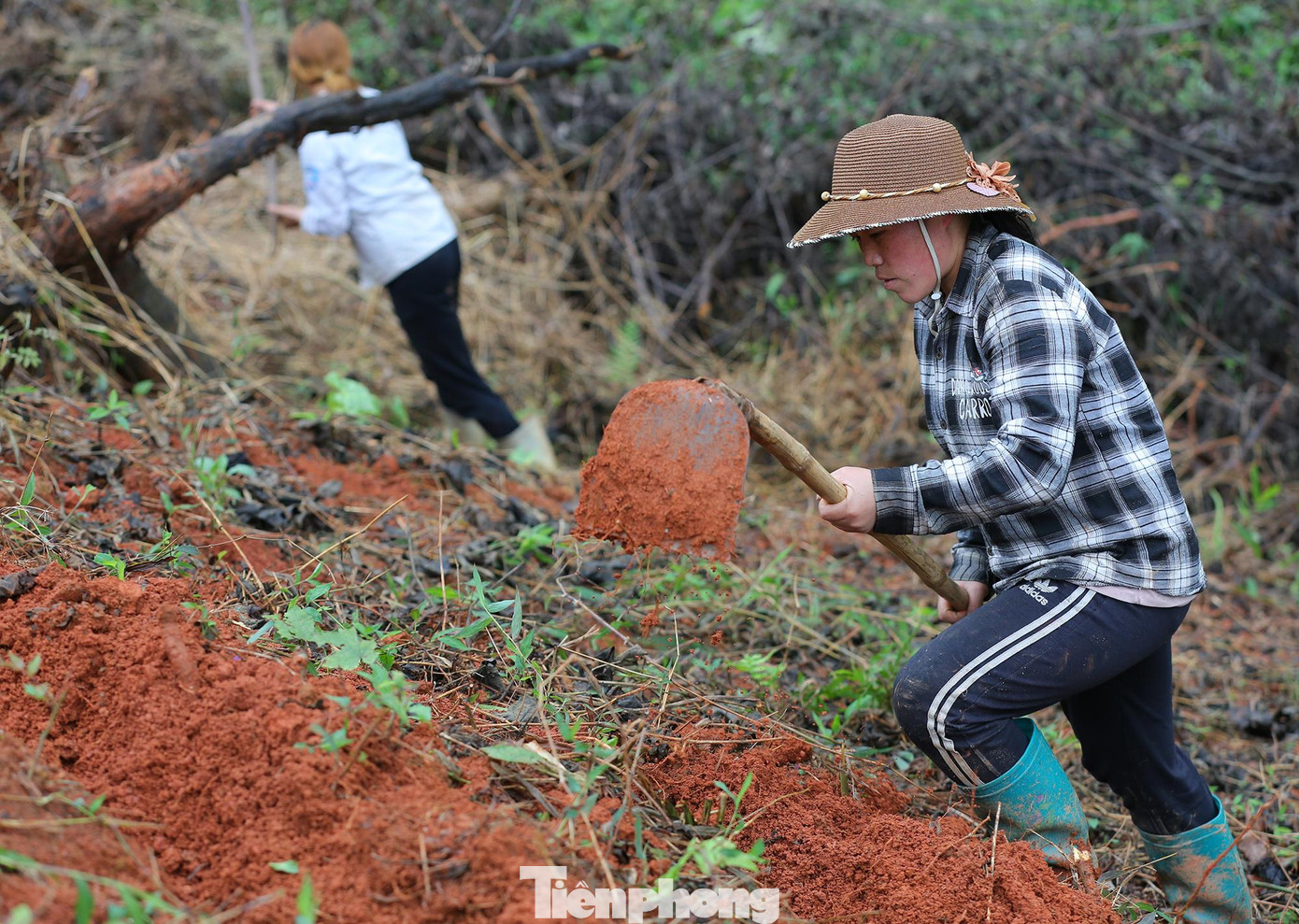 Chị Tẩn Tà Mảy ở huyện Bát Xát chia sẻ:" Lâu lắm rồi chúng tôi mới đón đợt lạnh khắc nghiệt như thế này, nhưng công việc thì chúng ta vẫn phải làm không dừng được, tôi đi làm thuê cuốc đất trồng cỏ voi xanh cho vật nuôi ăn, được trả công 3 đến 5 triệu/tháng".