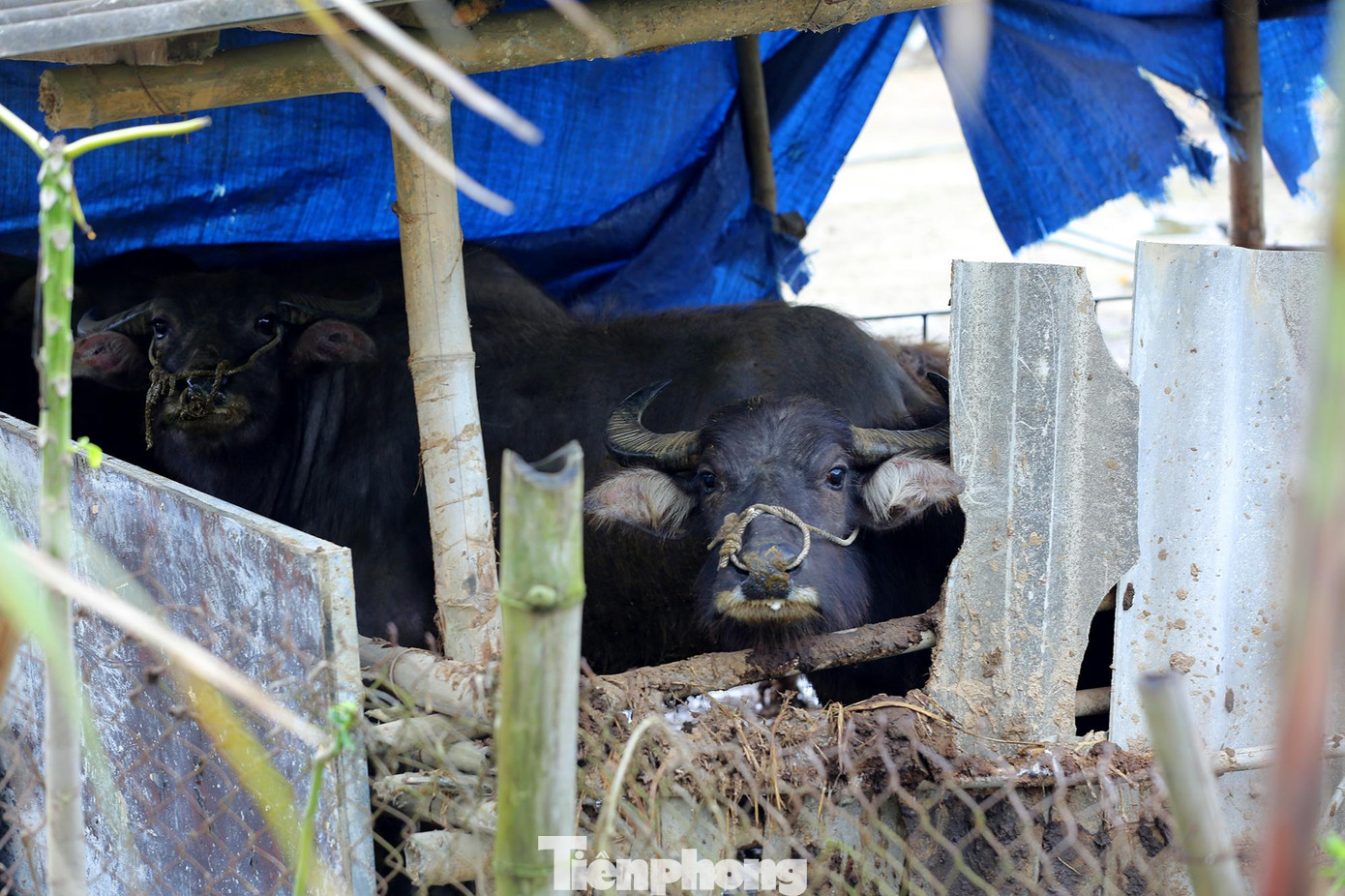 Các hộ gia đình đã phải khẩn trương gia cố chuồng trại, đốt lửa sưởi ấm cho vật nuôi.